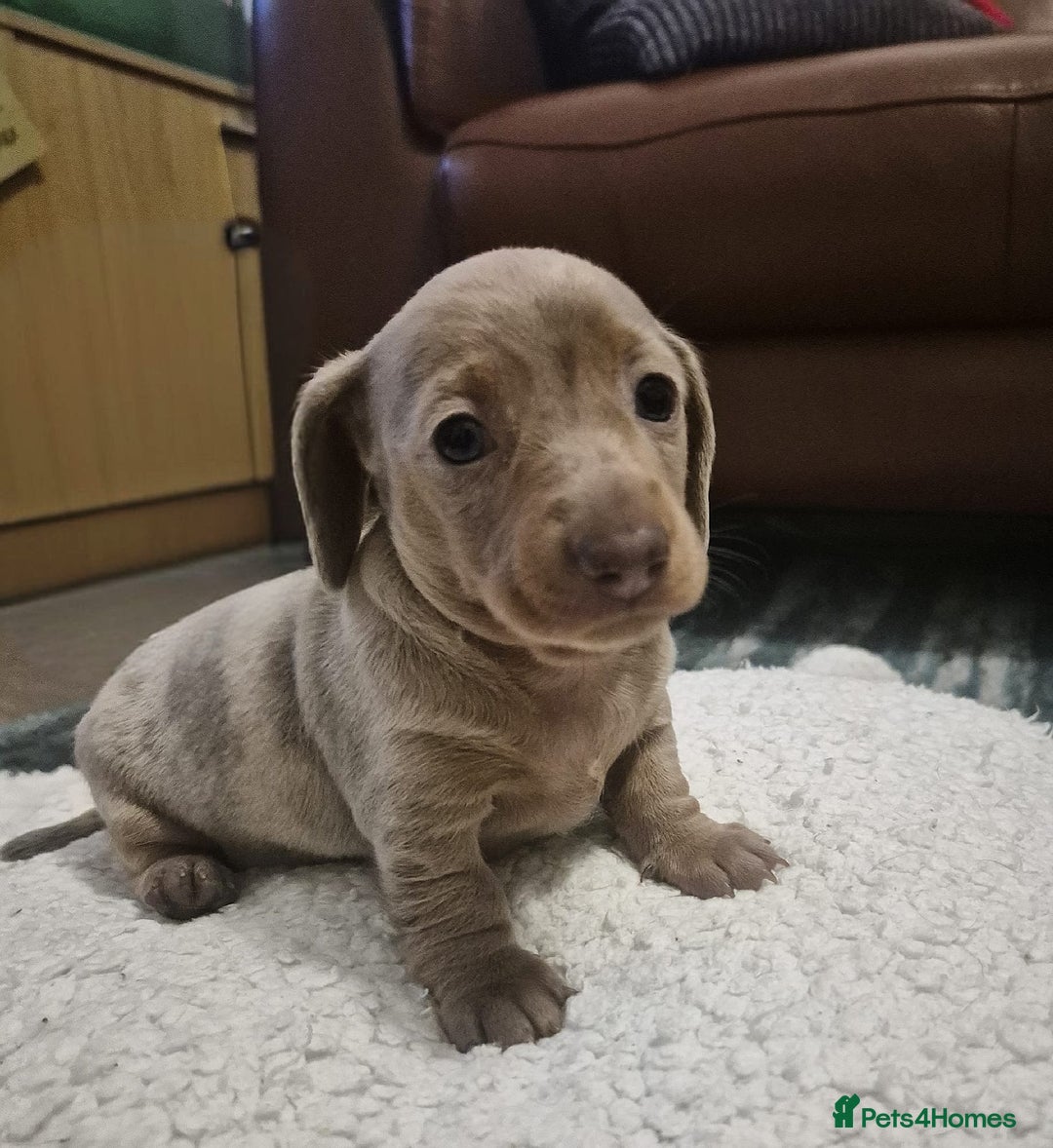 Dachshund dogs for sale: Beautiful isobella dapple girl - Advert 2