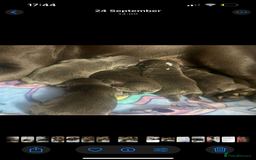 French Bulldog dogs for sale: Beautiful French bulldogs 🐶   - Image 3