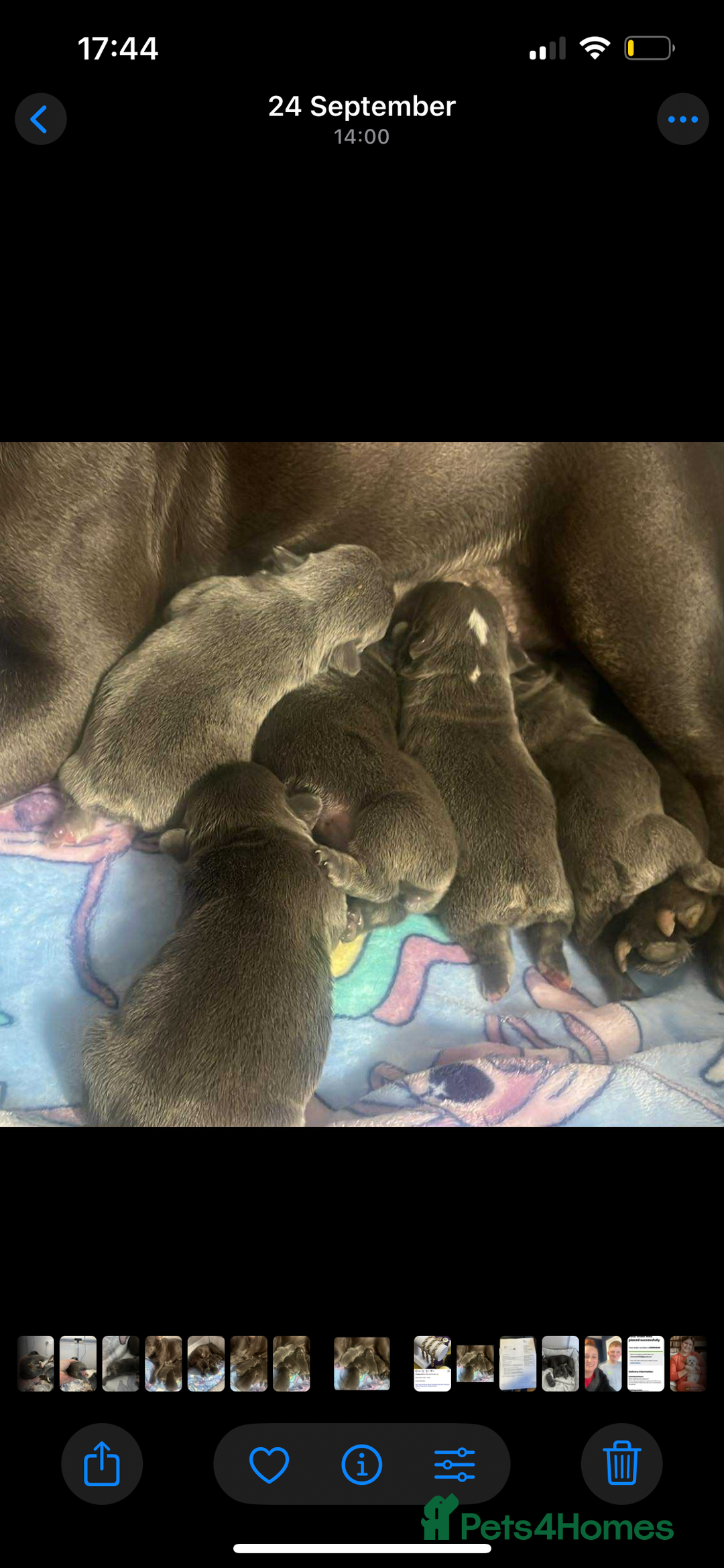 French Bulldog dogs for sale: Beautiful French bulldogs 🐶   - Image 3