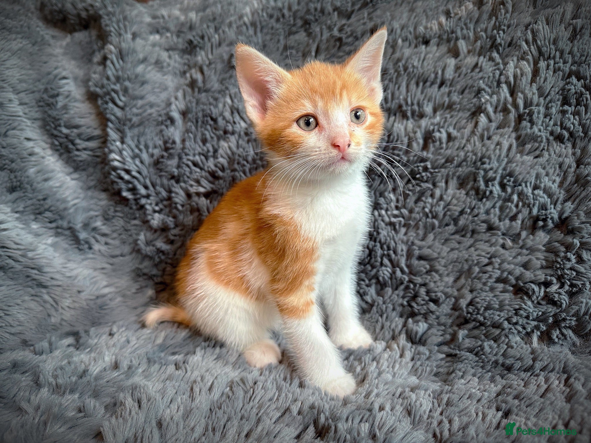 Mixed Breed cats 9 beautiful kittens looking for new homes  - Advert 2