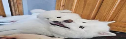 Samoyed dogs for sale: Adorable Samoyed puppies  - Advert 1