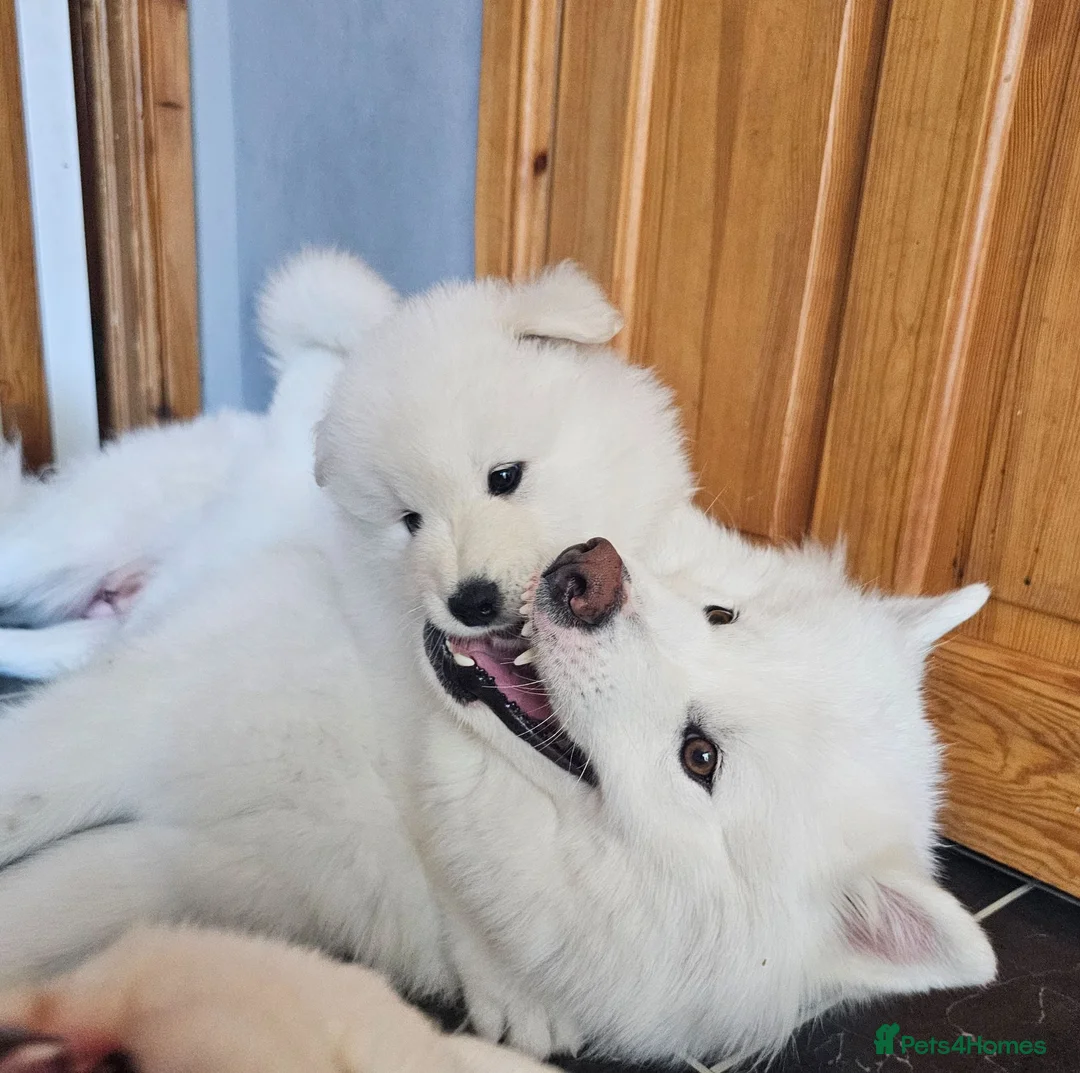 Samoyed dogs for sale: Adorable Samoyed puppies  - Advert 1
