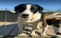 Mixed Breed dogs for adoption: LUCA – TWO YEARS WAITING FOR SOMEONE TO CARE 🐾 - Image 9