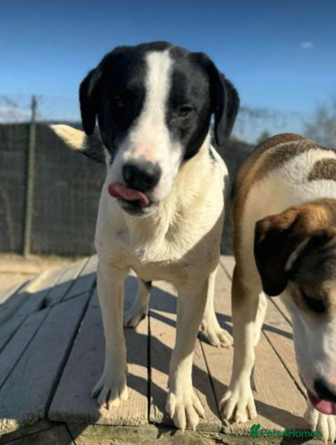 Mixed Breed dogs for adoption: LUCA – TWO YEARS WAITING FOR SOMEONE TO CARE 🐾 - Image 9