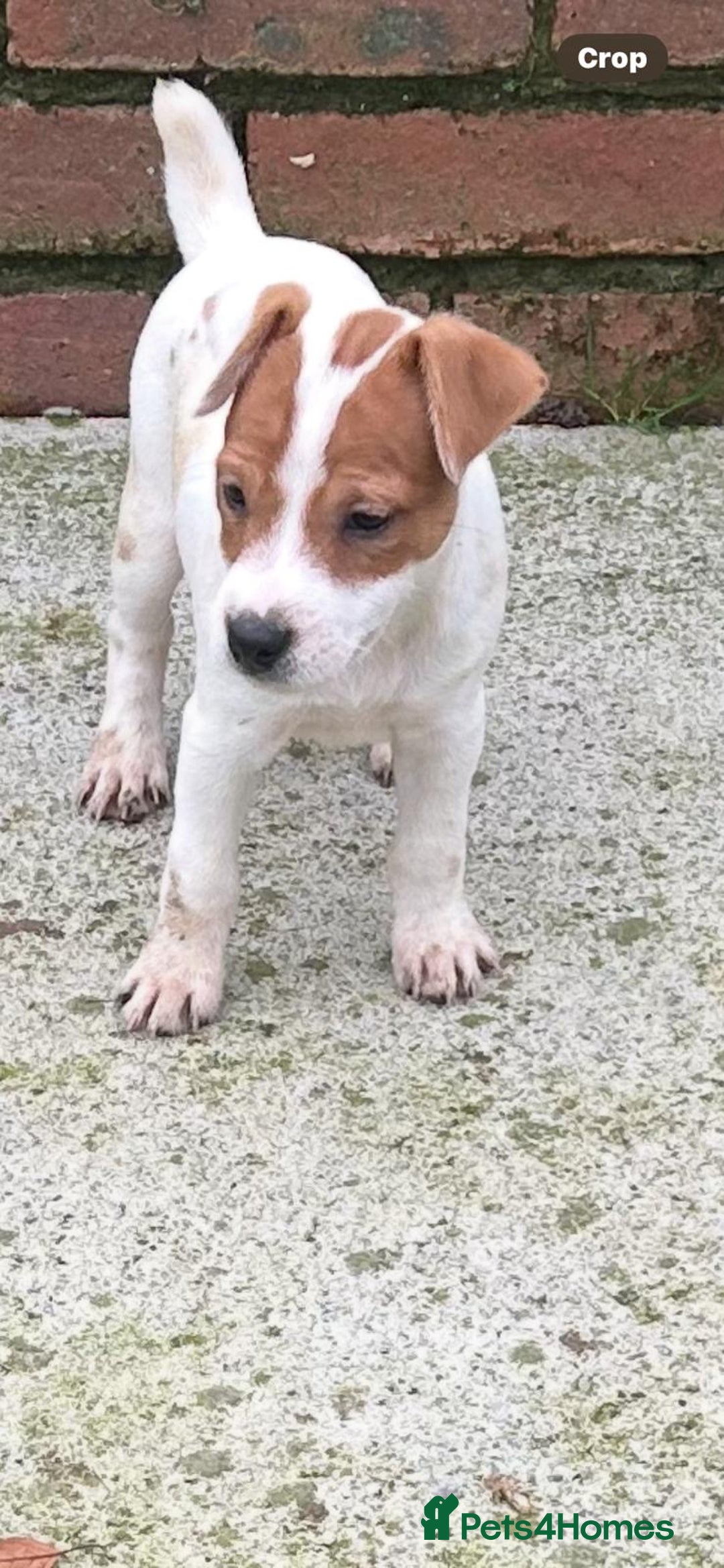 Jack Russell dogs for sale: Jack Russell Parson Type Dog Puppies For Sale - Advert 8