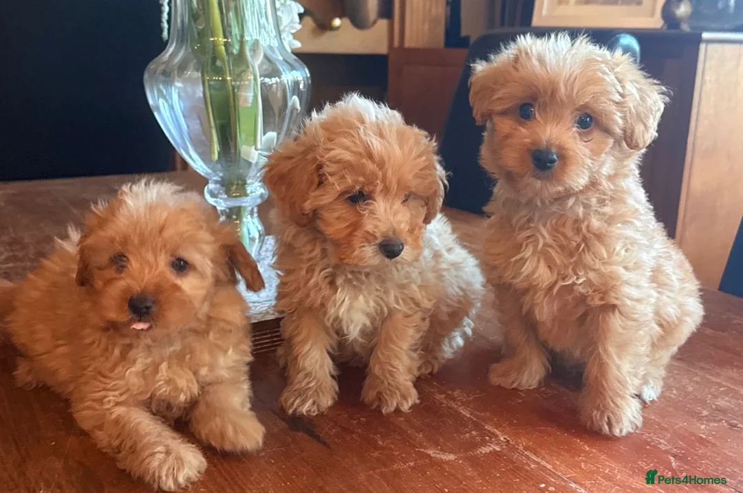 Mixed Breed dogs for sale: RARE STUNNING cute F1 cairn-oodles ❤️🐾 - Advert 1