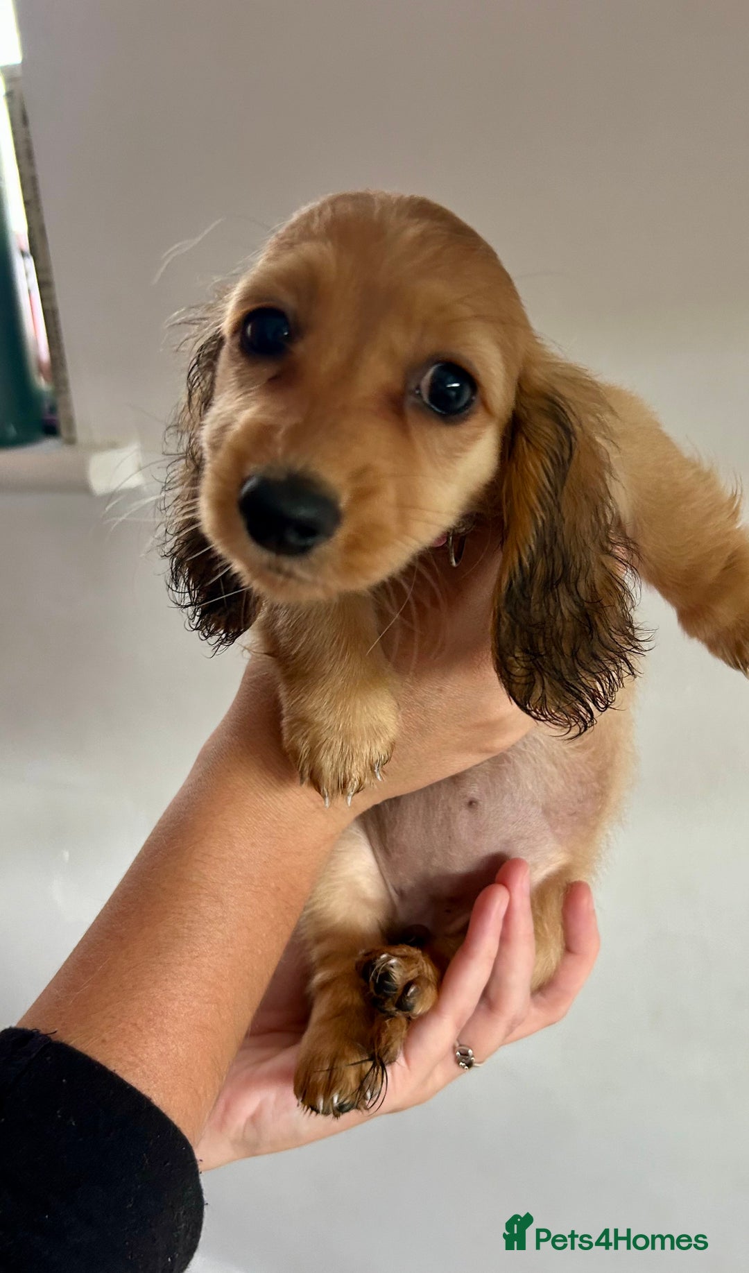 Miniature Dachshund dogs for sale:  Ready to leave - Long Haired Miniature Dachshund  - Image 11