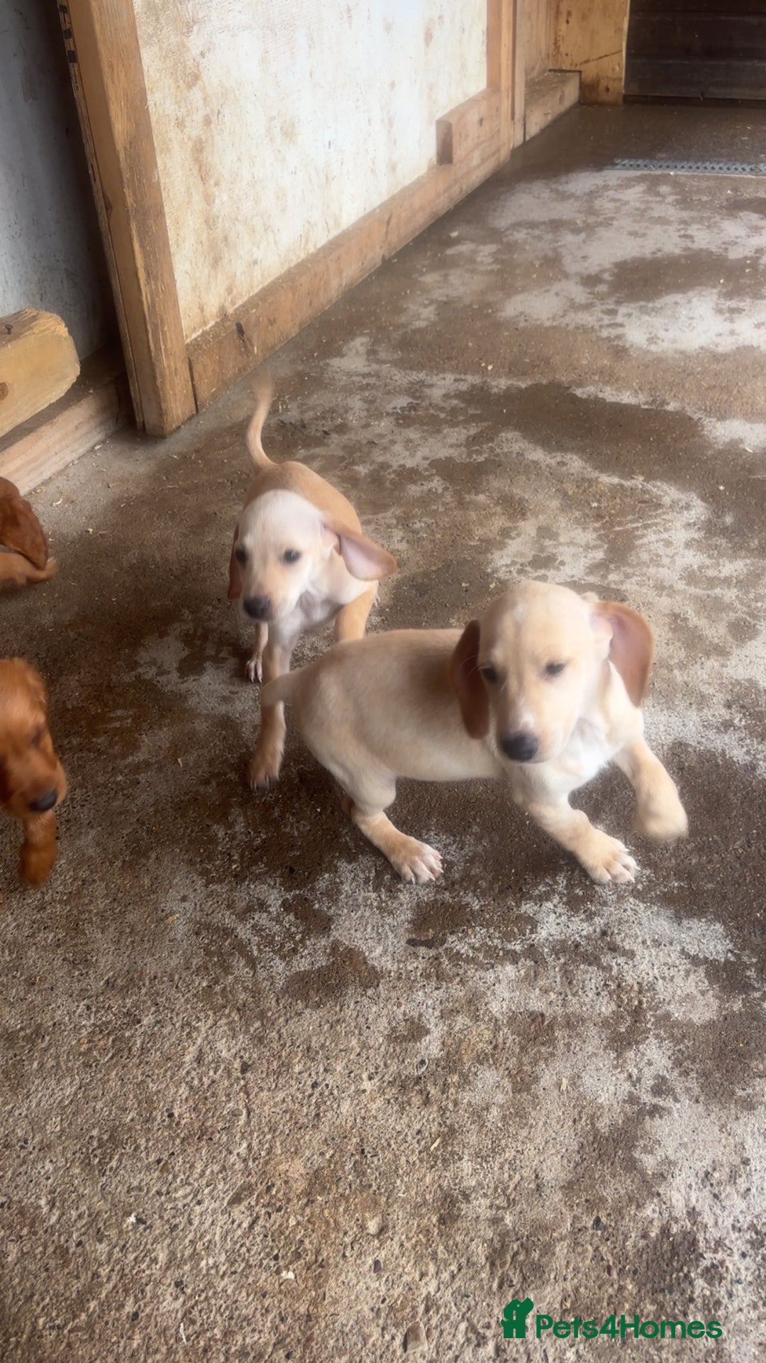 Mixed Breed dogs for sale: Beautiful Sprizla Puppies  - Image 19