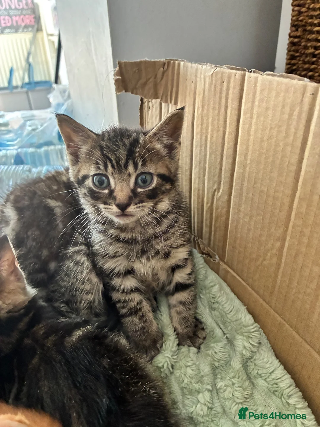 Mixed Breed cats for sale: Beautiful kittens. in Derby - Advert 4