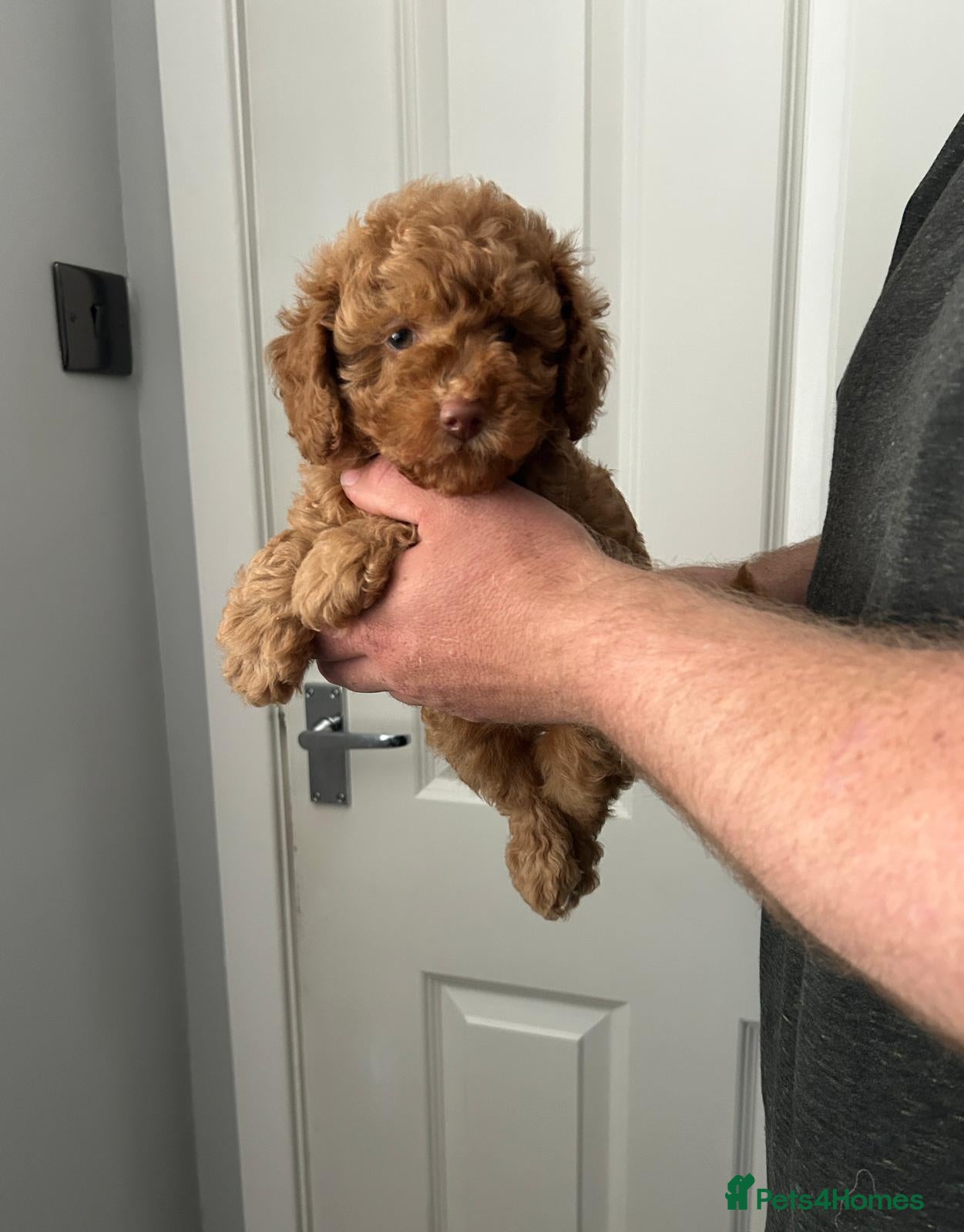 Toy Poodle dogs for sale: Beautiful Toy poodle girls  - Advert 4