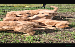 Mini Goldendoodle dogs for sale: F1 Goldendoodle puppies  - Image 22