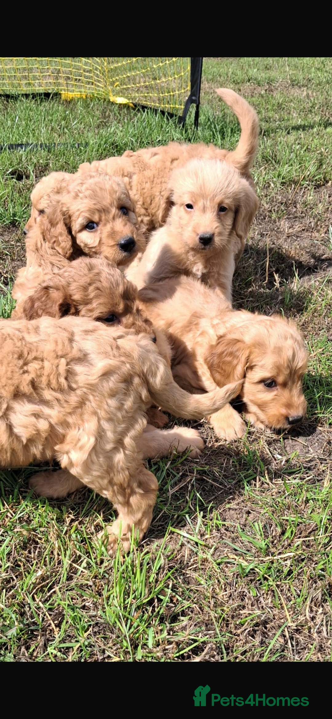 Mini Goldendoodle dogs for sale: F1 Goldendoodle puppies  - Image 22