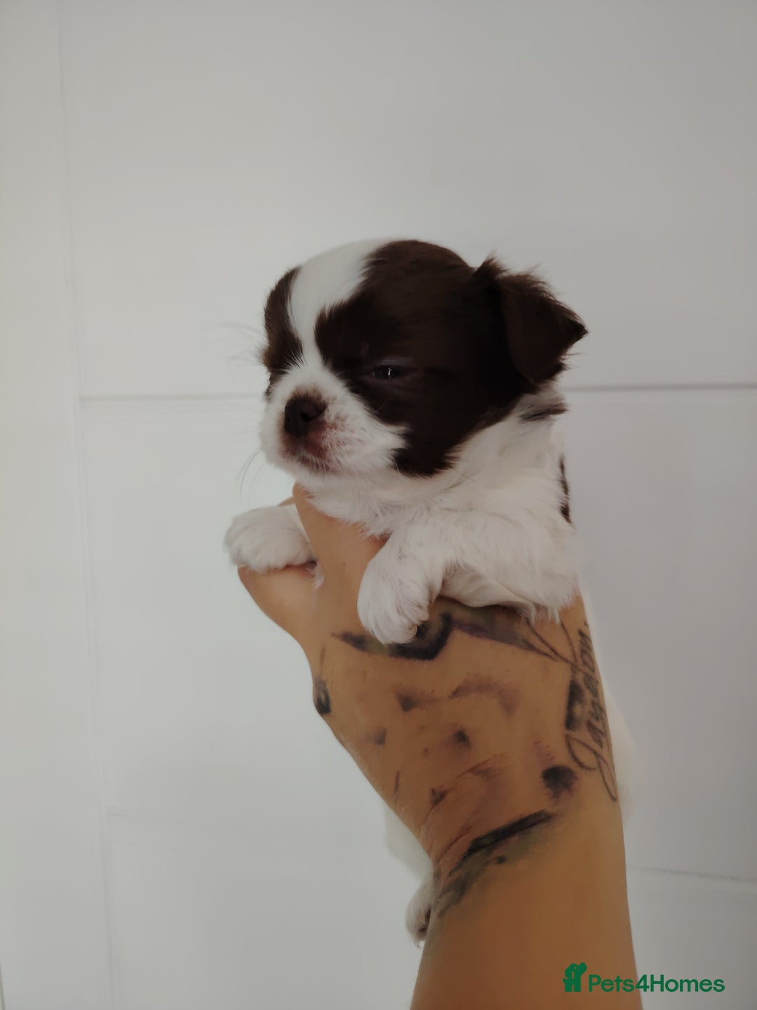Chihuahua dogs for sale: Kc registered chihuahua boys - Image 6