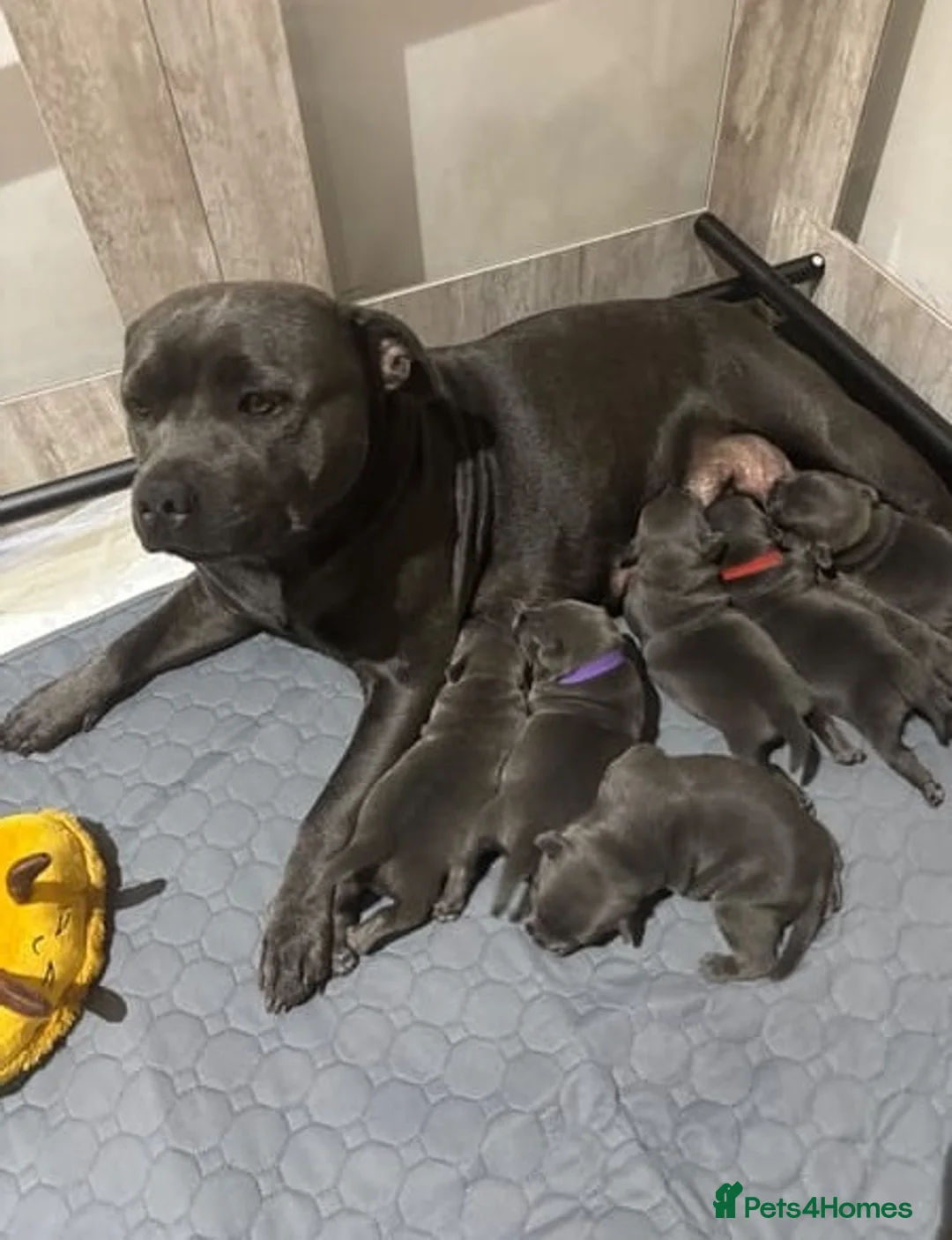 Staffordshire Bull Terrier dogs for sale: Pure blue big chunky pups out for good homes in Crawley - Advert 8