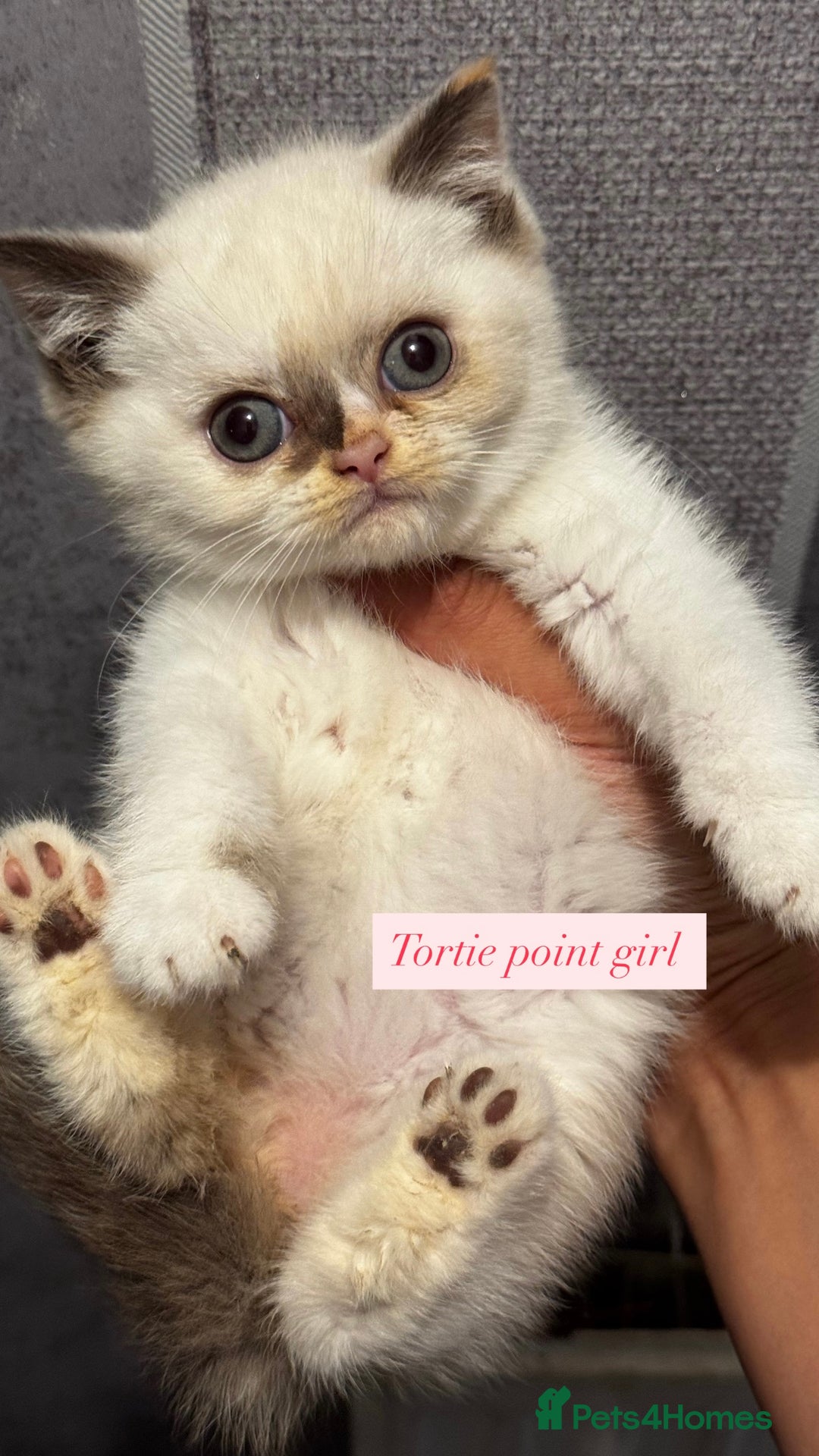 British Shorthair cats for sale: Colourpoint/tortie British shorthair kittens  - Advert 6