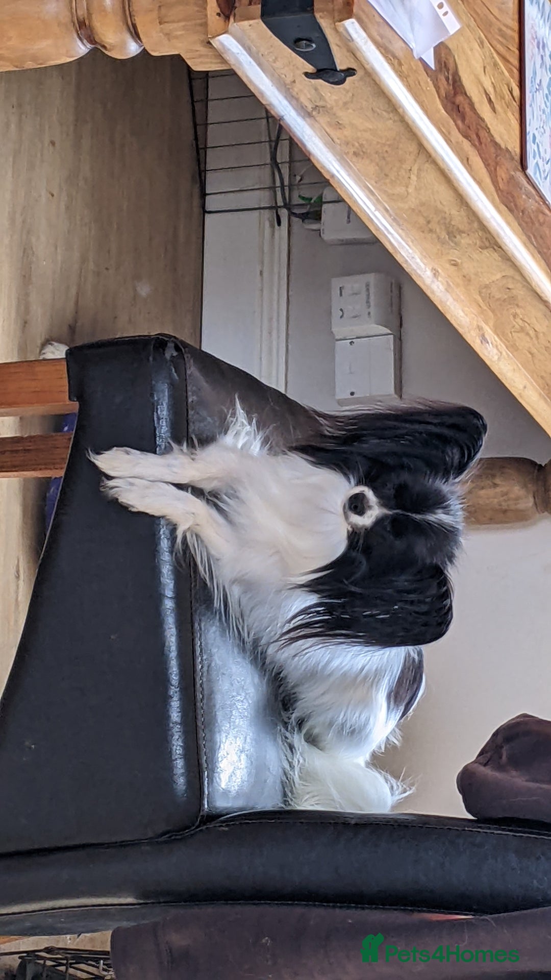 Papillon dogs for sale: Papillon boy available  - Image 3
