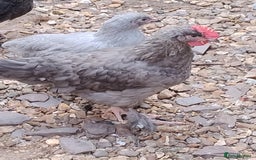 Chickens poultry for sale: Rare Silver French Marans Pair - Image 5