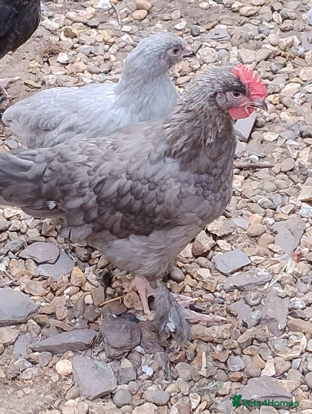 Chickens poultry for sale: Rare Silver French Marans Pair - Image 5