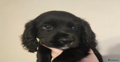 Cocker Spaniel dogs - Advert 3