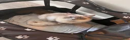 Ragdoll cats for sale: Ragdoll kittens  - Advert 5