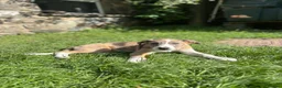 Border Collie dogs for sale: Working Border collie puppies  - Advert 9