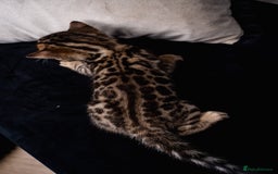 Bengal cats for sale: BABETTE-LAST available girl from the litter-TICA  - Image 18
