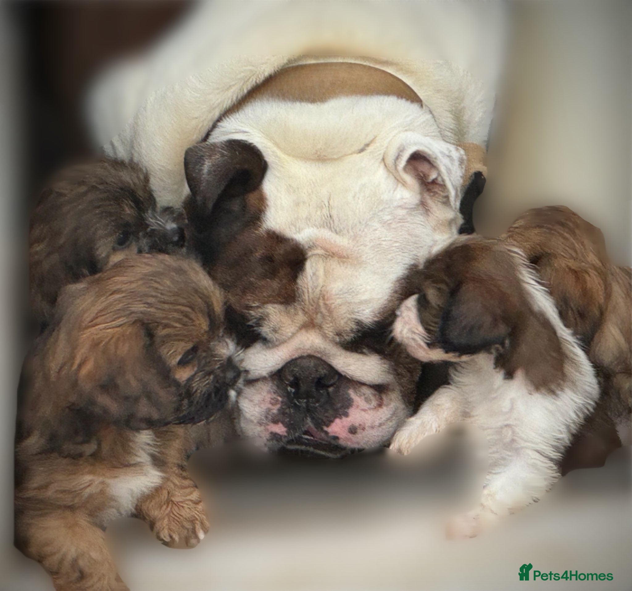 Cava Tzu dogs Gorgeous F1 Cava tzu puppies  - Advert 1