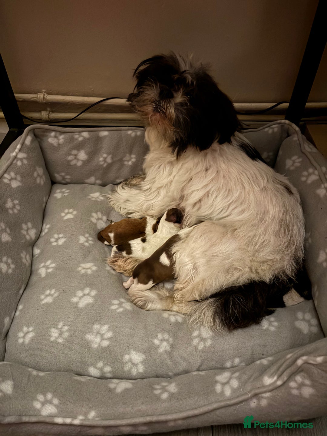 Shih Tzu dogs for sale: Shih tzu puppies from sale  - Advert 5