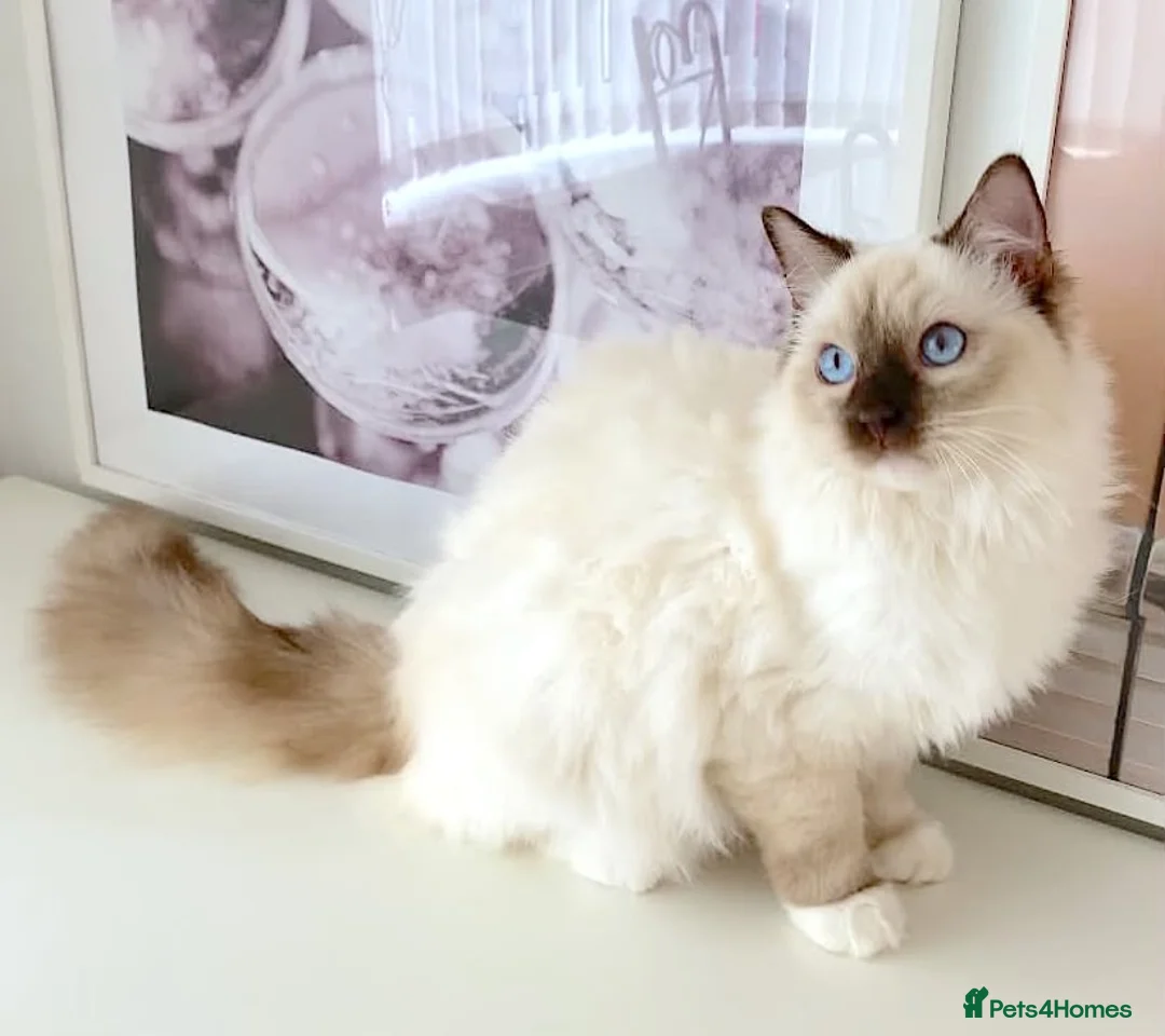 Ragdoll cats for sale: GCCF ACTIVE (FOR BREEDING) SEAL POINT MITTED GIRL - Advert 2