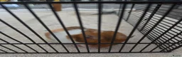 Hamster rodents for sale: Hamster  in Rotherham - Advert 2
