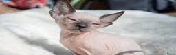 Sphynx cats for sale: Stunning sphinx kittens  - Advert 7