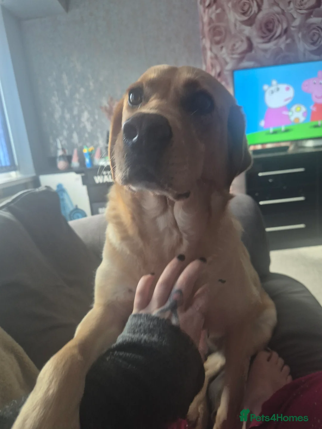 Labrador Retriever dogs for sale: Confirmed pregnancy in Lincoln - Advert 2