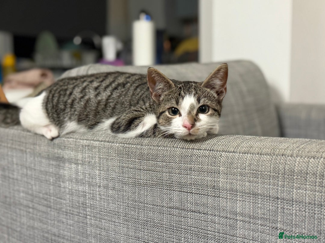 British Shorthair cats for sale: Adorable Kitten for Sale - Harrow - Image 3