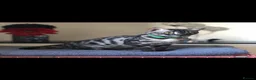 Bengal cats for sale: Silver Charcoal Rosetta Bengal - Advert 6
