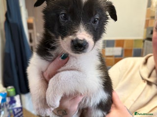 Border Collie dogs 10 amazing puppies - Advert 18