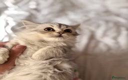 British Longhair cats for sale: British Long Hair Kittens - Image 32