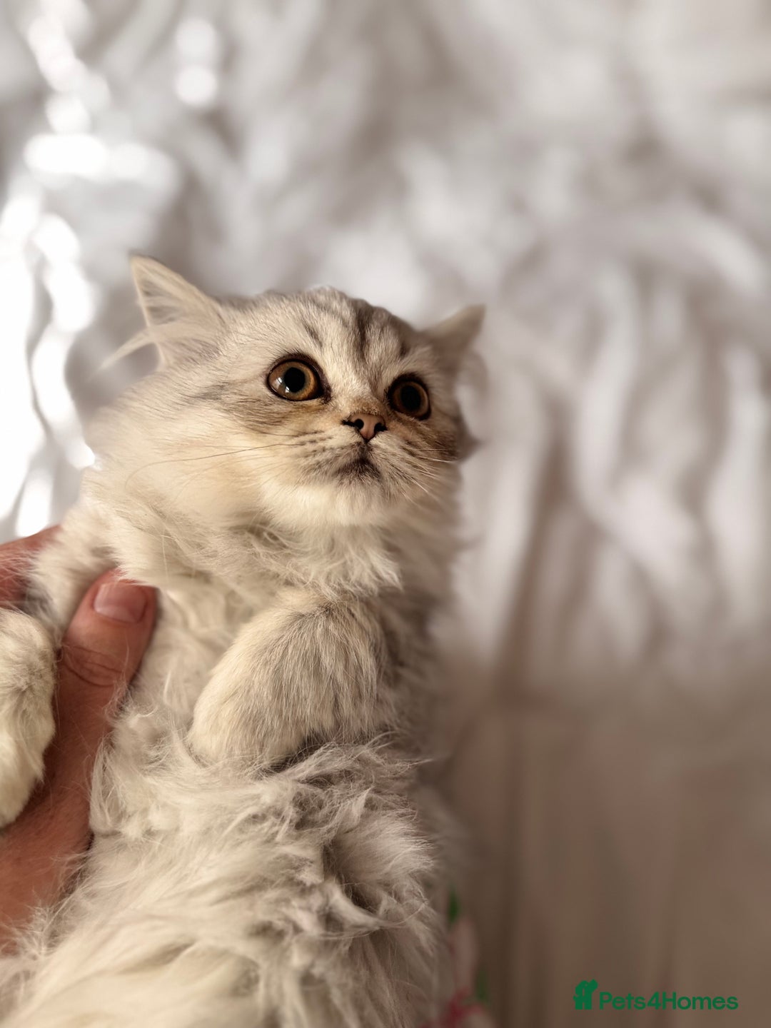 British Longhair cats for sale: British Long Hair Kittens - Image 32
