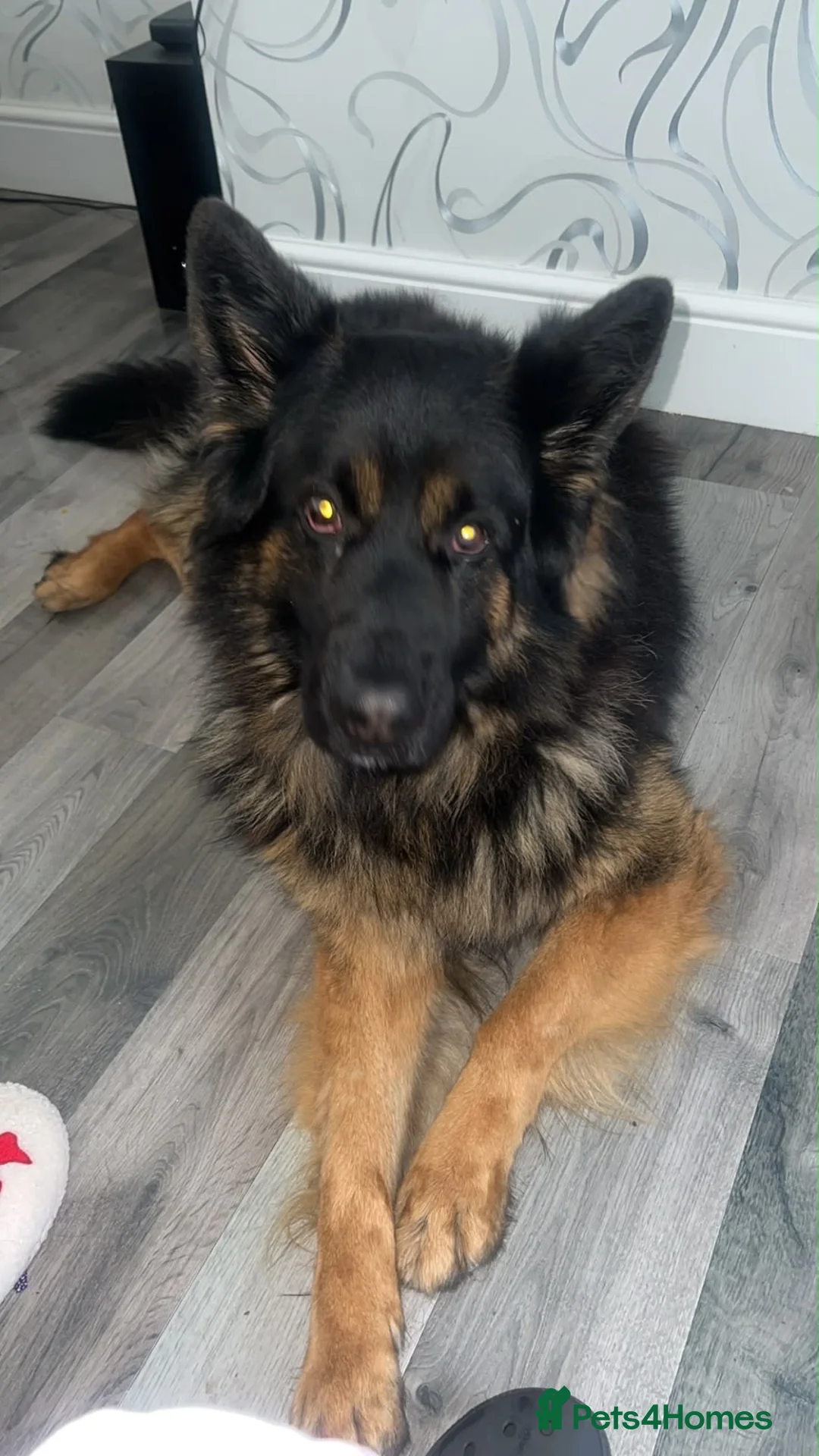 German Shepherd dogs for sale: German Shepard  - Advert 1
