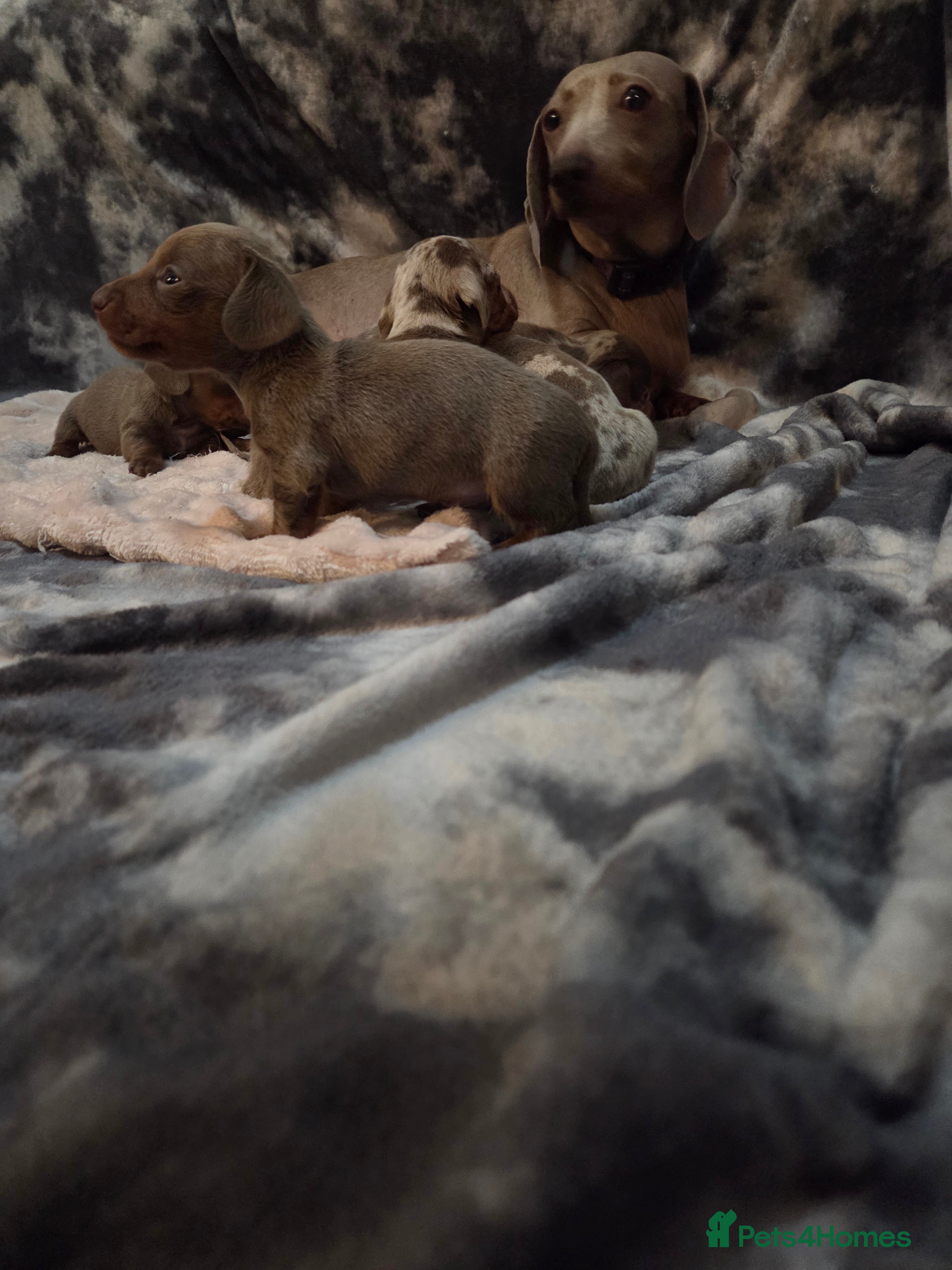 Miniature Dachshund dogs Miniature dachshund pups KC Reg - Advert 6