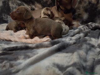 Miniature Dachshund dogs Miniature dachshund pups KC Reg - Advert 6