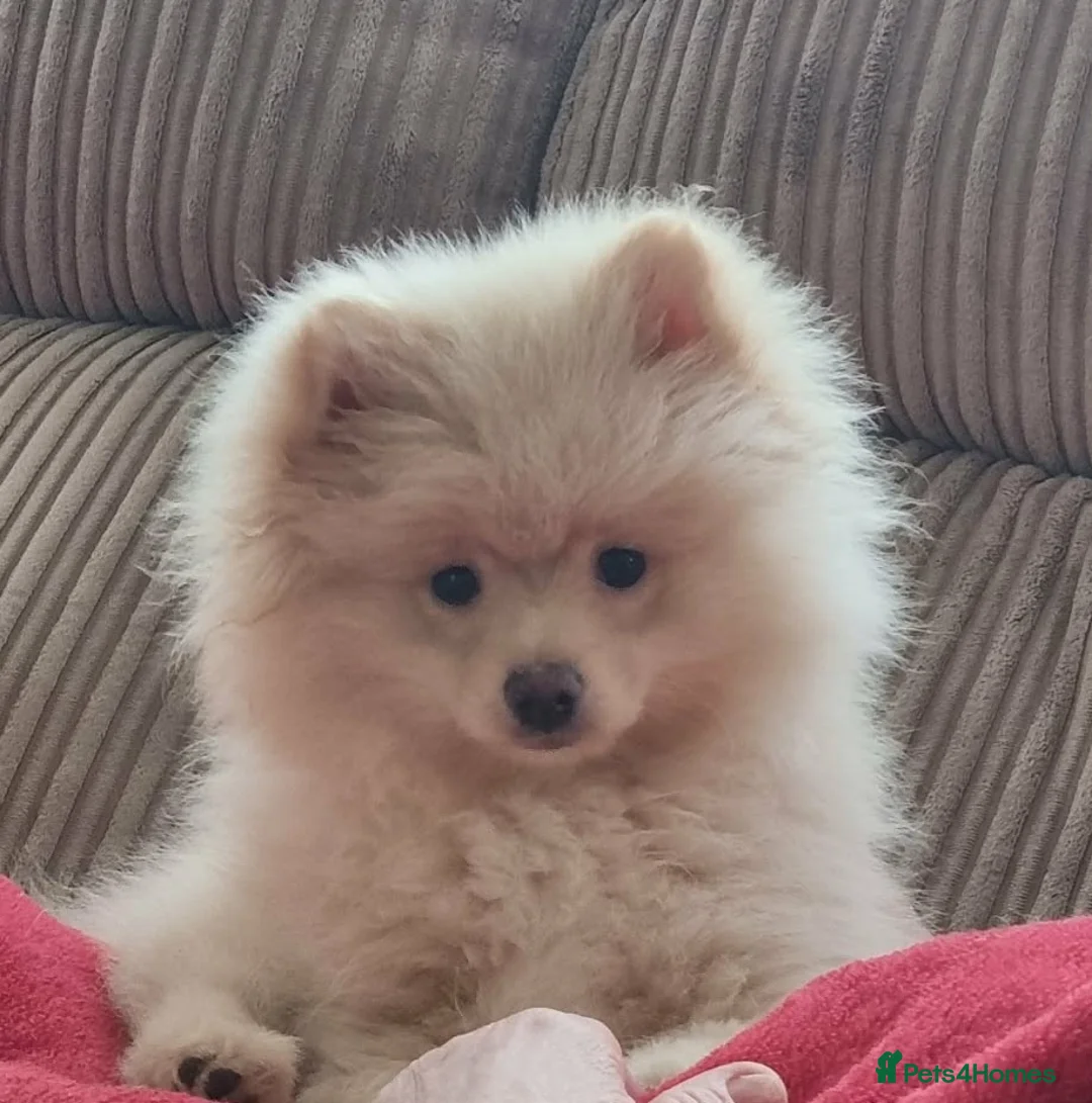 Pomeranian dogs for sale: Beautiful Pomeranian puppie male - Advert 3