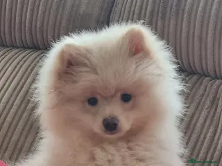 Pomeranian dogs Beautiful Pomeranian puppie male - Advert 2