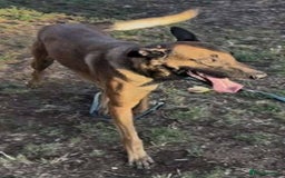 Belgian Shepherd Dog dogs for adoption: Caesar is looking for his forever home! - Image 3