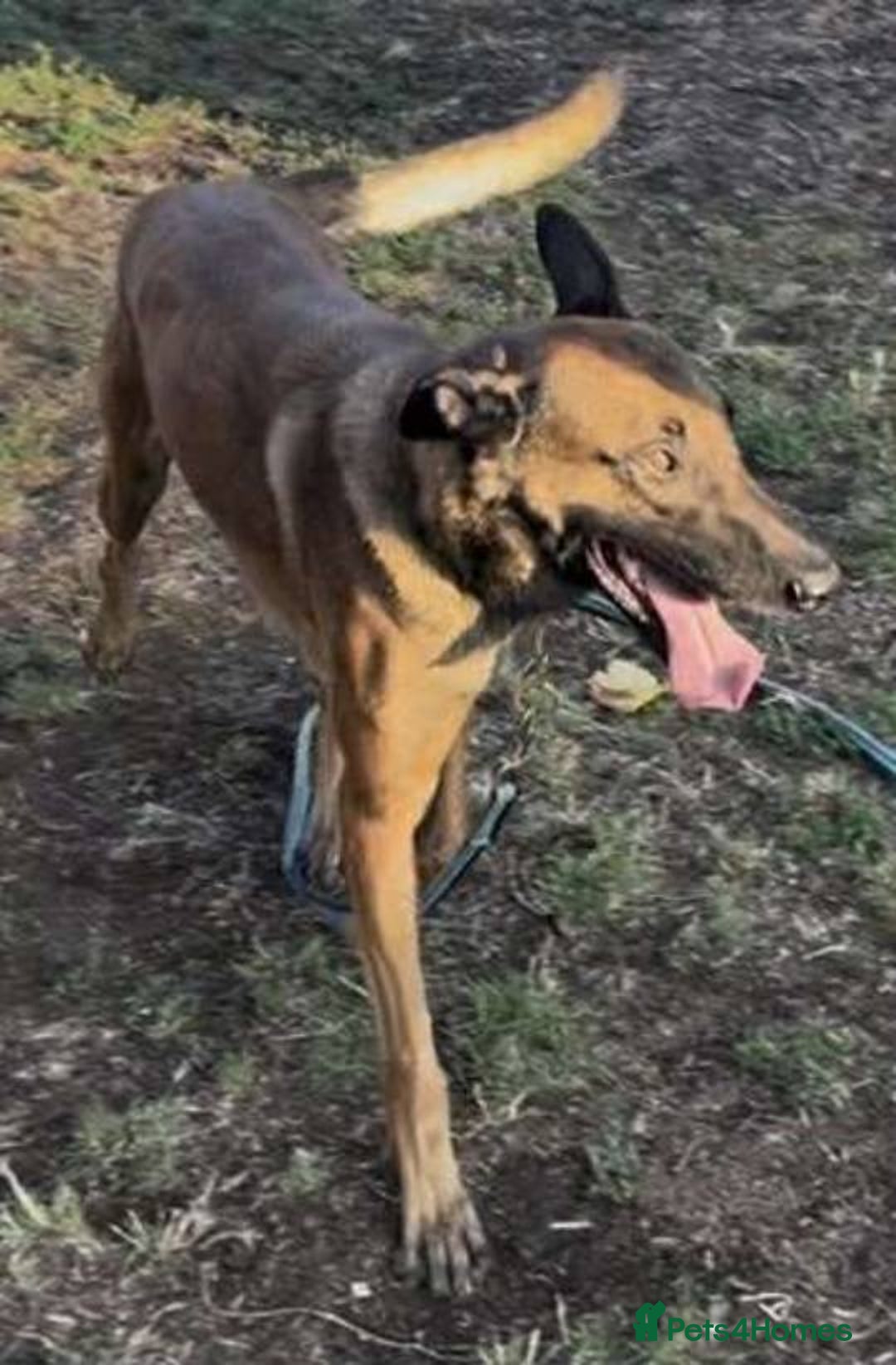 Belgian Shepherd Dog dogs for adoption: Caesar is looking for his forever home! - Image 3