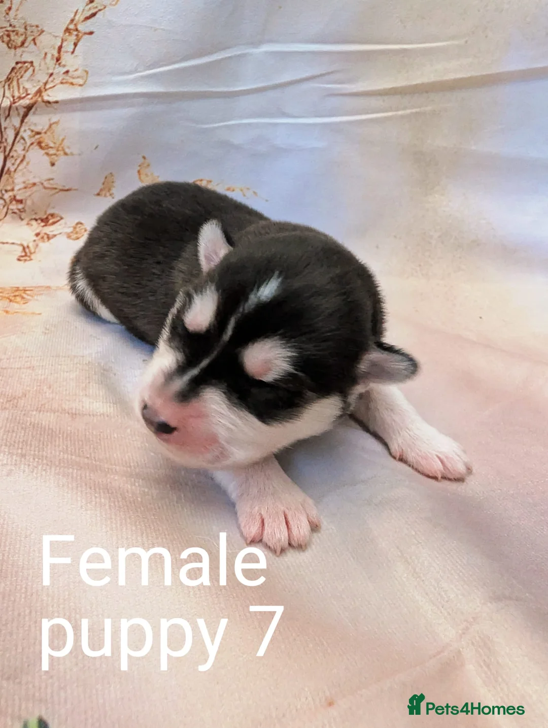 Siberian Husky dogs for sale: Beautiful Siberian husky puppies  in Blackpool - Advert 16