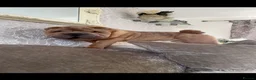 Shar Pei dogs for stud: Shar Pei for stud  - Advert 7