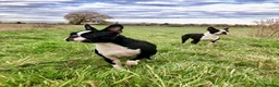 Boston Terrier dogs for sale: Exceptional puppies. Extensively tested parents.   - Advert 9