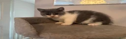 British Shorthair cats for sale: GCCF Pedigree British Shorthair Kittens  - Advert 3