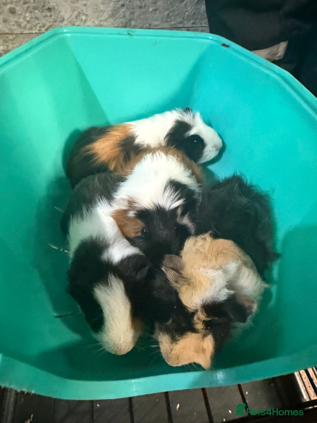 Guinea Pig rodents for sale: Guinea pigs - Image 4