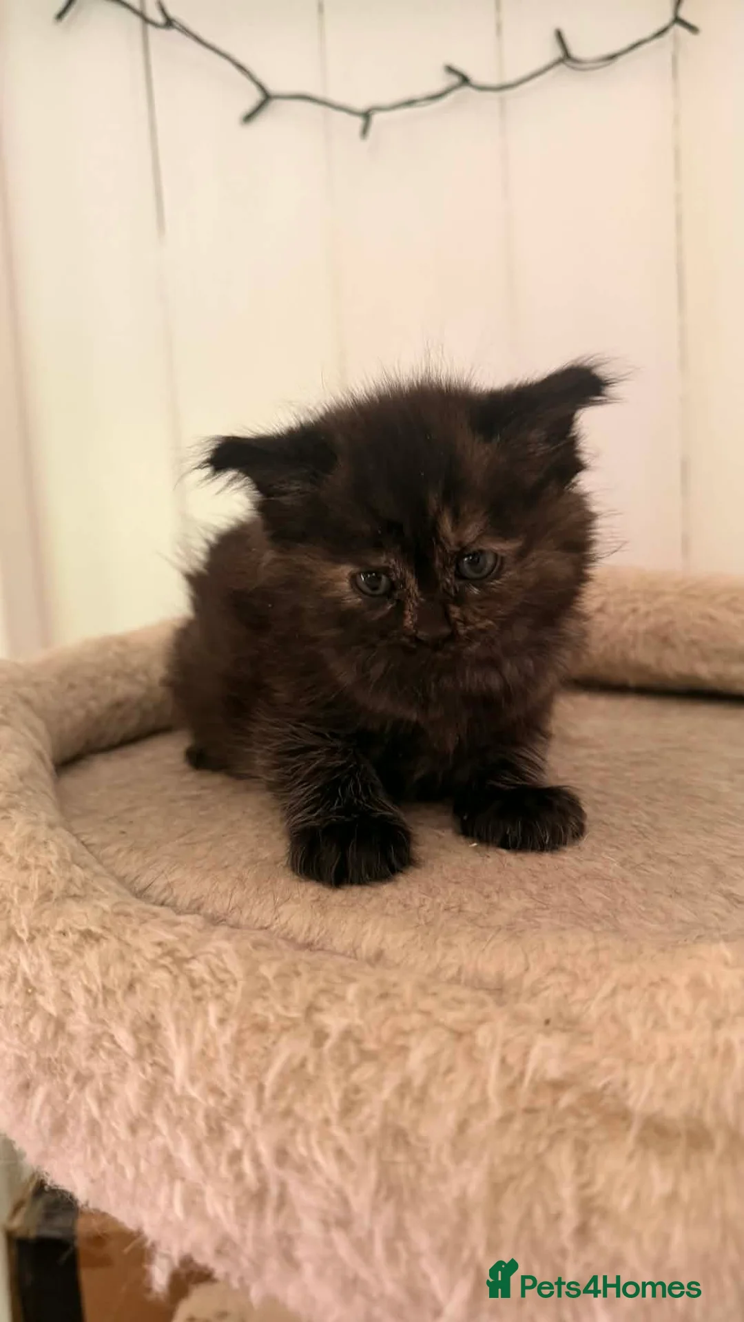 Mixed Breed cats for sale: Beautiful Part Main Coon Kittens  - Advert 11